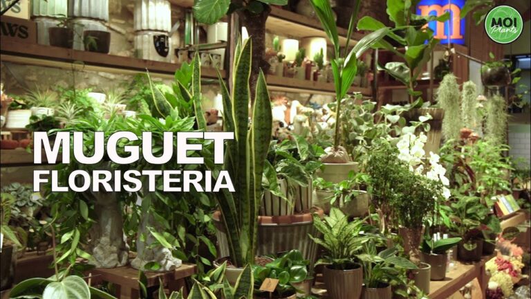Especies botánicas en Barcelona: Una guía completa