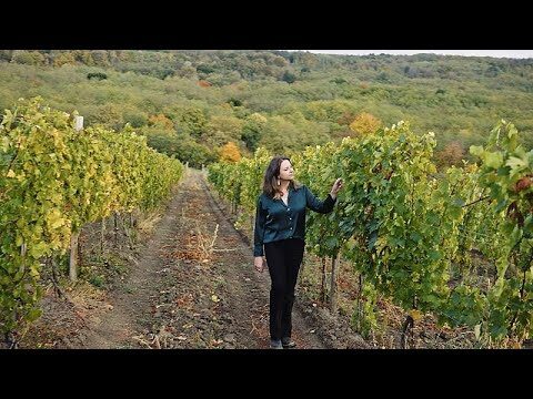 Explorando la cultura vinícola: una mirada en profundidad